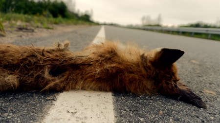 Animals hit on the roads by cars. A European fox (Vulpes vulpes) Red Fox cub was hit by a car on a summer night as a consequence of fast ridingの写真素材