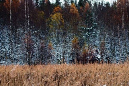 Winter came, first snow. Wet snow fell on yellow trees with yellow leaves, moist snow with surface crust. Beauty of sudden transition from autumn to winterの写真素材