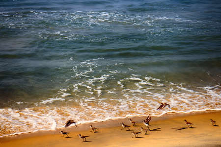 Wader Sanderling (Crocethia alba) is inhabitant of tundra, but during migration it lives on sandy beaches and feeding in surf interstitial faunaの写真素材