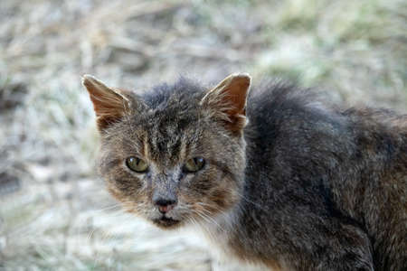 Wild stray cat in village. A very wayward and cunning cat walks around village in spring