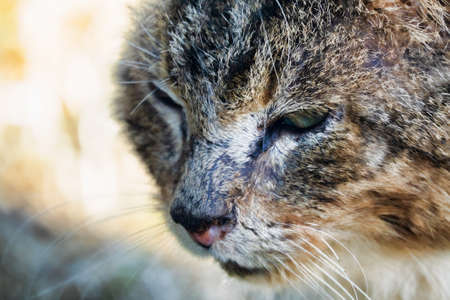 Wild stray cat in village. A very wayward and cunning cat walks around village in springの写真素材