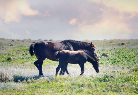 Steppe Tatar horses with traditionally clipped tails. Mare with foal. Crimea, August steppeの写真素材