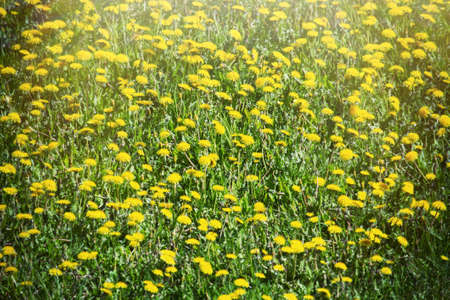 The most massive and visible flower of spring is dandelion or blowball or Irish daisy. Fields of dandelions like green-orange carpet, phenological yellow aspectの写真素材