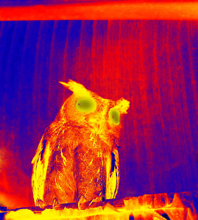Collared scops-owl (Otus bakkamoena) in scientific high-tech thermal imager on night backgroundの写真素材