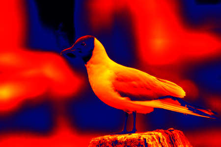 Black-headed gulls in scientific high-tech thermal imager on fence waterfrontの写真素材