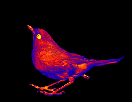 robin (Erithacus rubecola) in scientific high-tech thermal imager on black background isolatedの写真素材