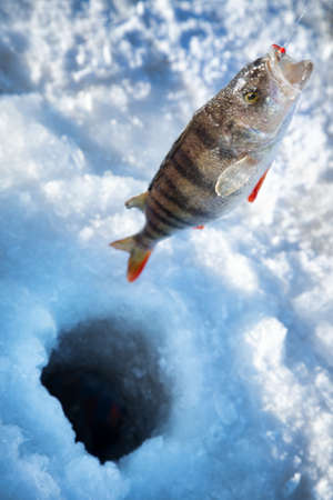 Active recreation in winter on river. Fishing for perch with bait from hole in ice