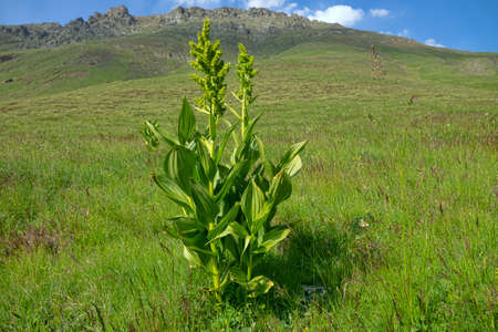 White Hellebore (Veratrum lobelianum) on dry upland meadows of North Caucasus. Perennial plant (life...