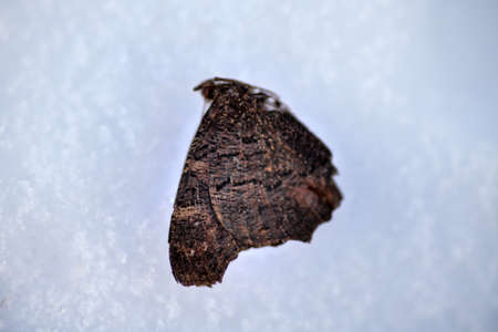 Death of insects. Winter is not compatible with life of environment. Cold and frost Winter is harsh...