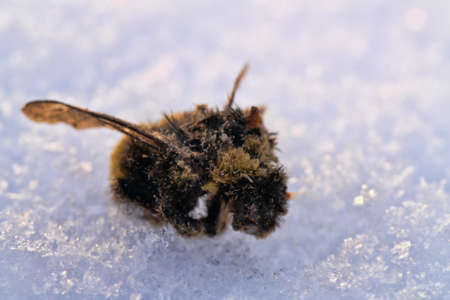 Death of insects. Winter is not compatible with life of environment. Cold and frost Winter is harsh...