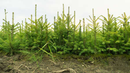 Forest nursery for growing spruce seedlings. Eastern Europe forestry