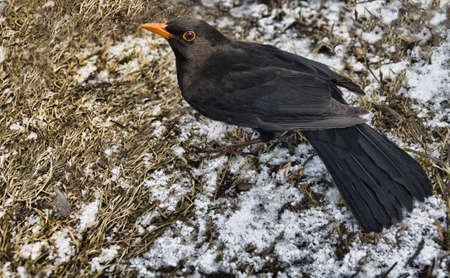 Blackbird (Turdus merula, male) in the springtime close upの写真素材