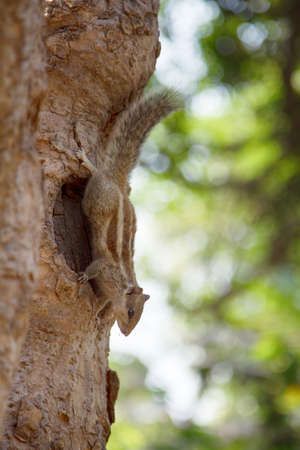 Layardi three-striped palm squirrel (Funambulus layardi) against background of old tree trunk and creeper. Rama stroked the squirrel and stripes appeared. Indiaの写真素材