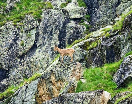 West Caucasian tur (Capra caucasica dinniki, young male, buckling) feeds in the West vicinity of Elbrus at an altitude of 3000 meters (Alpine meadows)の写真素材