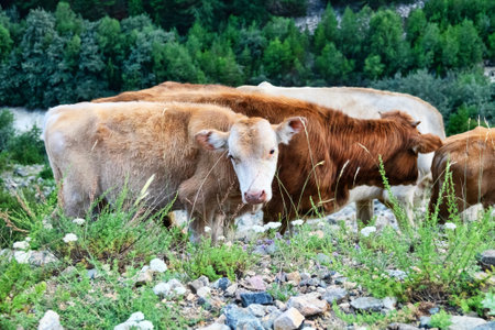 Cattle in mountain pastures in midsummer