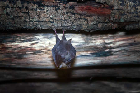 Greater horseshoe bat (Rhinolophus ferrumequinum) under the roof of an abandoned house. Nasal Outgrowths serve to form a beam of echolocation signals. Northern Caucasiaの写真素材