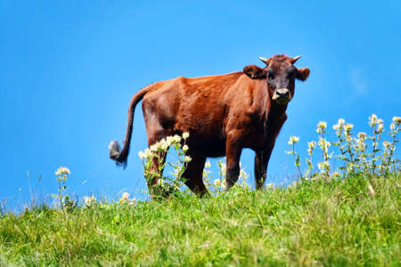 Cattle in mountain pastures in midsummer. Beautiful picture of shepherding, pastoralismの写真素材