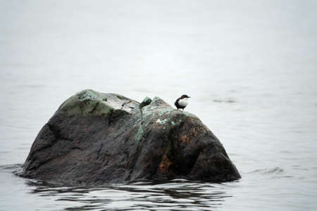White-throated dipper (Cinclus cinclus) on the North river. Typical representative of a river ecosystem (mountain and Northern watercourses)の写真素材