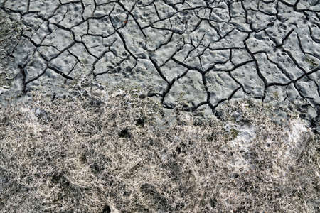 The cracked earth (ooze mud) of a drying lake with animal tracksの写真素材