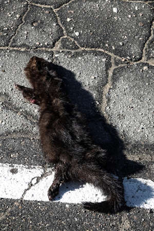 Mammals as victims of cars on roads. American mink (Mustela vison) hit by car on forest road, passing car in background. Every day millions of animals around world are victims of road accidentsの写真素材