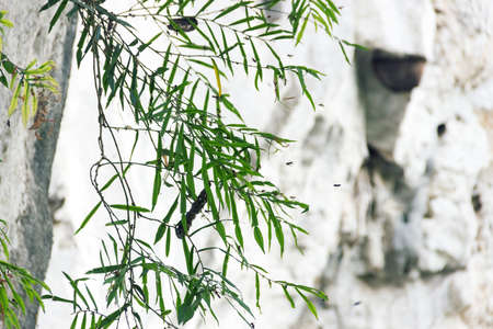 Earthen wild bees swarm or nest (beehive) in a rock, bees foraging. Mountains Of Laosの写真素材