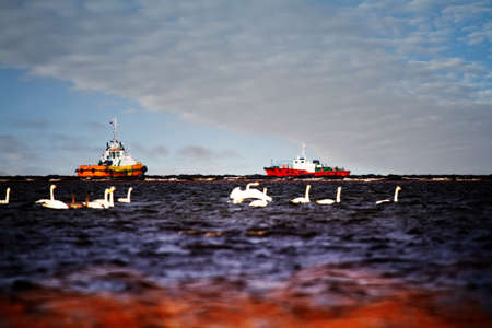 ship pilot in narrow fairways (roadstead) and stop-over Whooper swans sit in shallow waters of bay. For a while, industry and wild animals may coexist (as long as environment isn't poisoned). Balticの写真素材