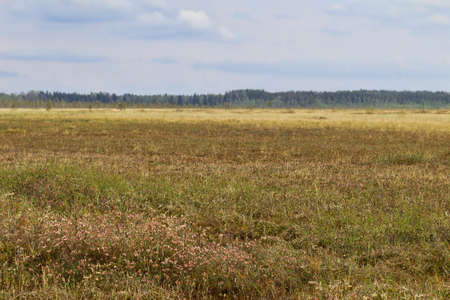 Mesotrophic peat-land (transition moor) in the north-east of Europe among the boreal forests (in the...