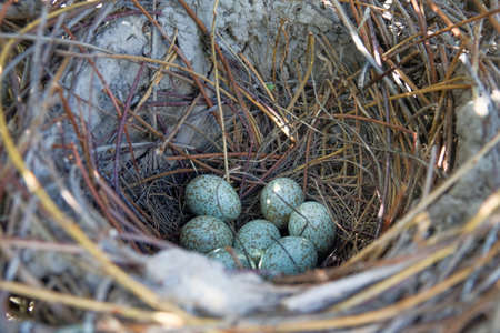Magpie (Pica pica) nest is complex in structure. Massive elliptical structure of branches Hatching...