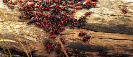 Dense clusters of insects on tree trunk. Firebug (Pyrrhocoris apterus) larvae and imago, September gathering social behavior. - These insects take care of young like childcare facilitiesの写真素材