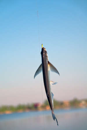 Sport fishing in the north river. Dynamic picture when Saberfish (Pelecus cultratus) are brought to...