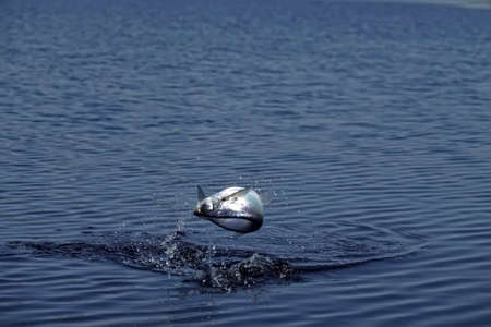 Sport fishing in the north river. Dynamic picture when Saberfish (Pelecus cultratus) are brought to the surface - fish leaps out of the waterの写真素材