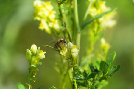 Caucasian breed of honeybees collect nectar from the flowers of gallwort (Linaria sp.),...