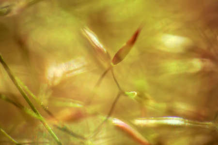 Blurred. Wndow into world of ultra macro mountain tundra beyond Arctic circle. flora of Lapland when...