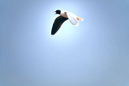 The Little gull (Laus minutus) in flight. Breeding plumageの写真素材