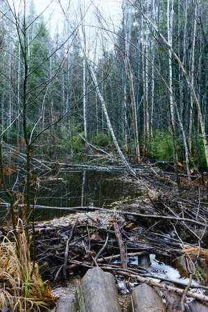 Upgrade-stream side of the beaver dam, Beavers dammed the stream in late autumn after rainsの写真素材