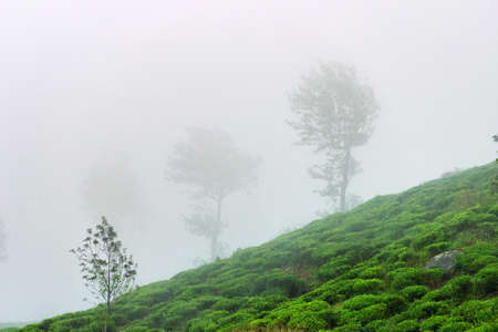 Excellent manicured Ceylon tea (orange pekoe at Camellia sinensis) plantations in wintertime (foggy weather). Plantation is surrounded by remnants of rain forest. Sri lankaの写真素材