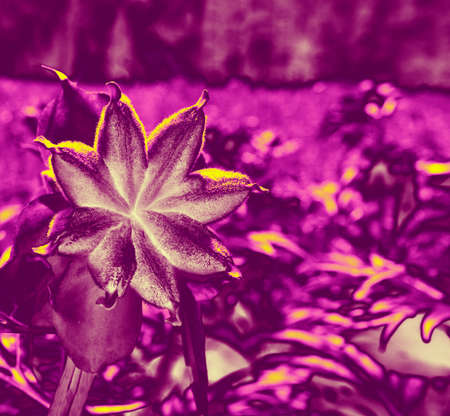 bird-of-paradise flower. Garden of Eden, lotusland, pastures of heaven. Fantasy