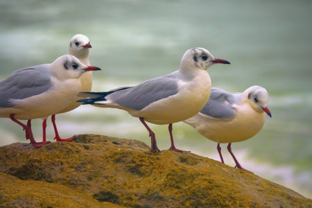 Seagulls on the sea beach. Black-headed gull (Larus ridibundus) in winter plumage