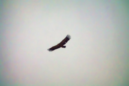 Carrion-eater birds were gliding above the cliffs, rides on the wind. Griffon-vulture (Gyps fulvus)....