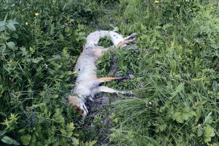 Fox killed by car in ditch on highway. This is unpleasant to look at, but it should be realized,...