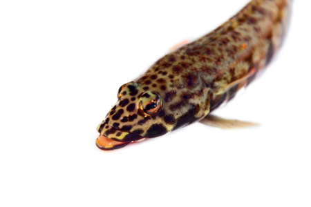 Leopard small fish with a round body (possibly Blenniidae) from Sri lanka. isolated on a white backgroundの写真素材
