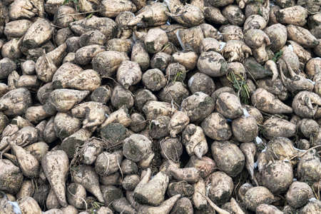 Sugar-beet growing, olericulture. Root crop are harvested before frosts and collected in storage...