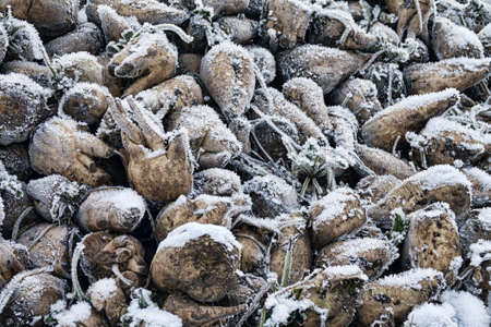 Sugar-beet growing, olericulture. Root crop are harvested before frosts and collected in storage...