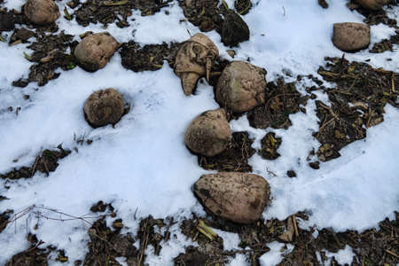 Sugar-beet growing, olericulture. Root crop are harvested before frosts and collected in storage...