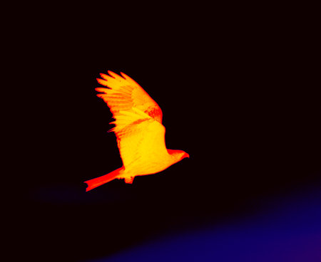 Kite, a bird of prey. Illustration of thermal imageの写真素材