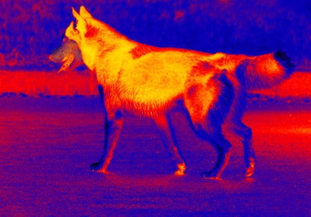 A healthy dog with a good exterior, good dog! Analogue of thermal umageの写真素材