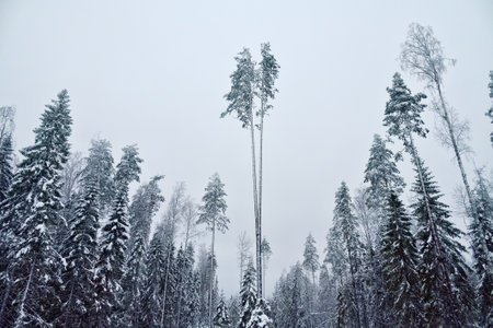 Old high-stemmed Pine forest (taiga) in winter. Amazing Double Ship Pine. Northern Europe