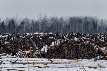 Forestry industry. Stacks of roundwood (pine), winter logging. Boreal coniferous forests of Europeの写真素材