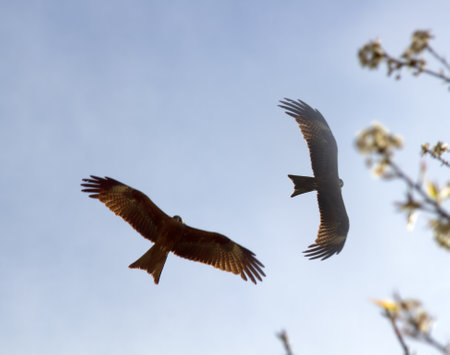 Pariah kites (Milvus migrans govinda) on pairing flight. Indiaの写真素材