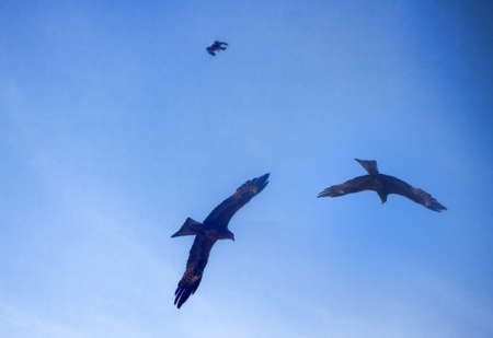 Pariah kites (Milvus migrans govinda) on a search flight. Indiaの写真素材